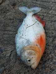 Pygocentrus nattereri