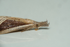 Hypena conscitalis