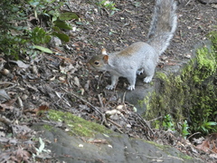 Sciurus carolinensis