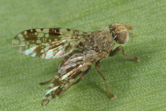 Tephritis ruralis