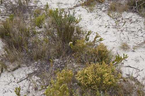 Image of Phylica dodii by (c) Tony Rebelo, some rights reserved (CC BY-SA)
