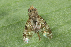 Tephritis ruralis