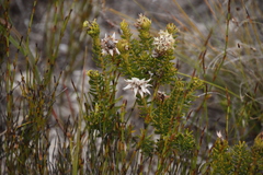 Phylica dodii