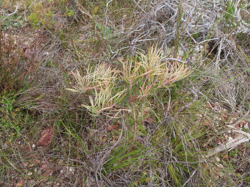 Image of Protea pudens by (c) linkie, some rights reserved (CC BY)