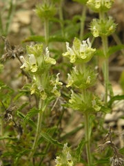 Sideritis endressii provincialis