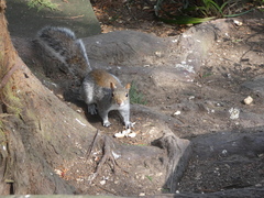 Sciurus carolinensis