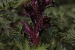 Orobanche gamosepala