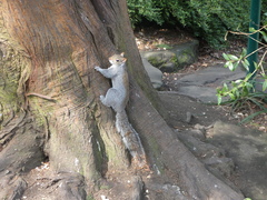 Sciurus carolinensis