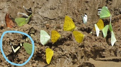 Heraclides torquatus