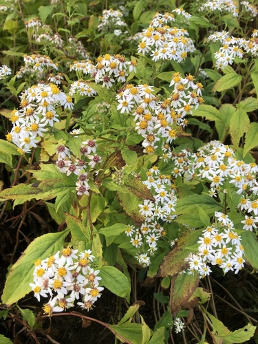 Aster glehnii iNat (1)