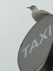 Chroicocephalus ridibundus