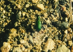 Cicindela denikei