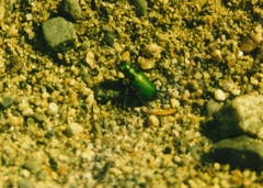 Cicindela denikei