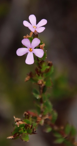 Chaenostoma subspicatum (Chaenostoma subspicatum)