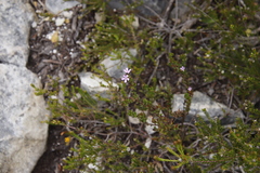 Chaenostoma subspicatum