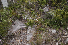 Chaenostoma subspicatum