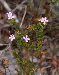Chaenostoma subspicatum