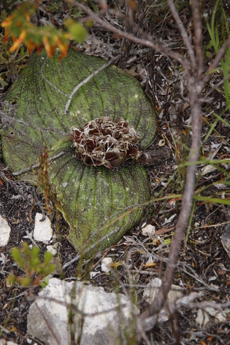 Massonia longipes