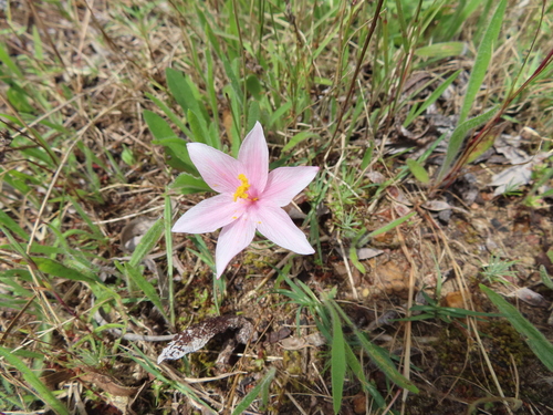 Image of Gethyllis villosa by (c) linkie, some rights reserved (CC BY)