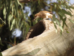 Furnarius rufus