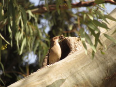 Furnarius rufus