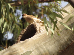 Furnarius rufus