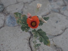 Sphaeralcea