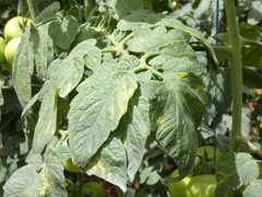Phytophthora infestans