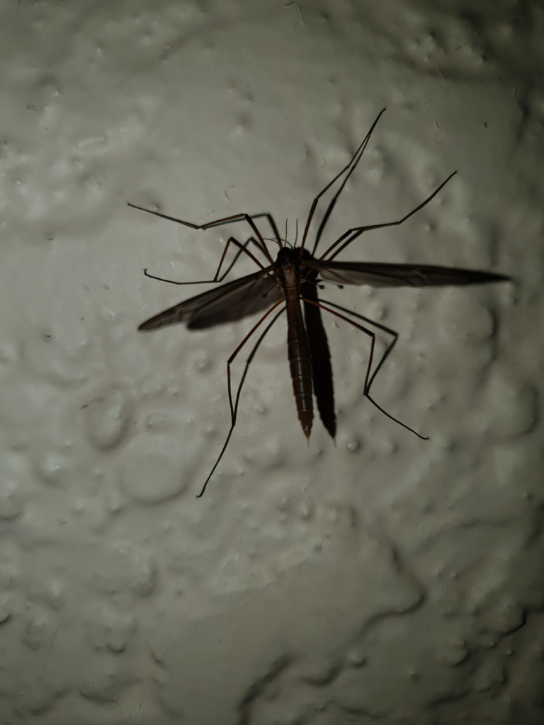 Tipula soror