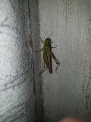 Oedaleus senegalensis