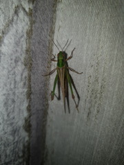 Oedaleus senegalensis