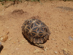 Psammobates oculifer