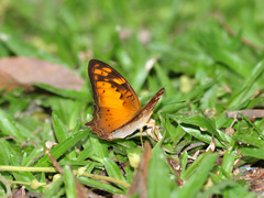 Vagrans sinha