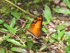 Vagrans sinha