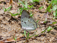 Polyura delphis