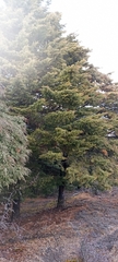 Cupressus torulosa