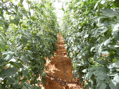 Phytophthora infestans