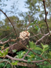 Coniodictyum chevalieri