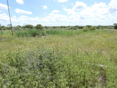 Psammobates oculifer