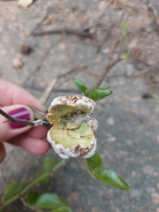 Coniodictyum chevalieri