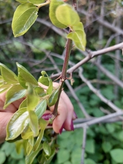 Coniodictyum chevalieri