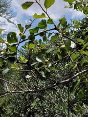 Coniodictyum chevalieri