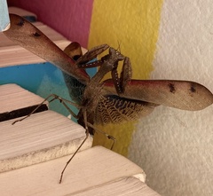 Epaphrodita musarum