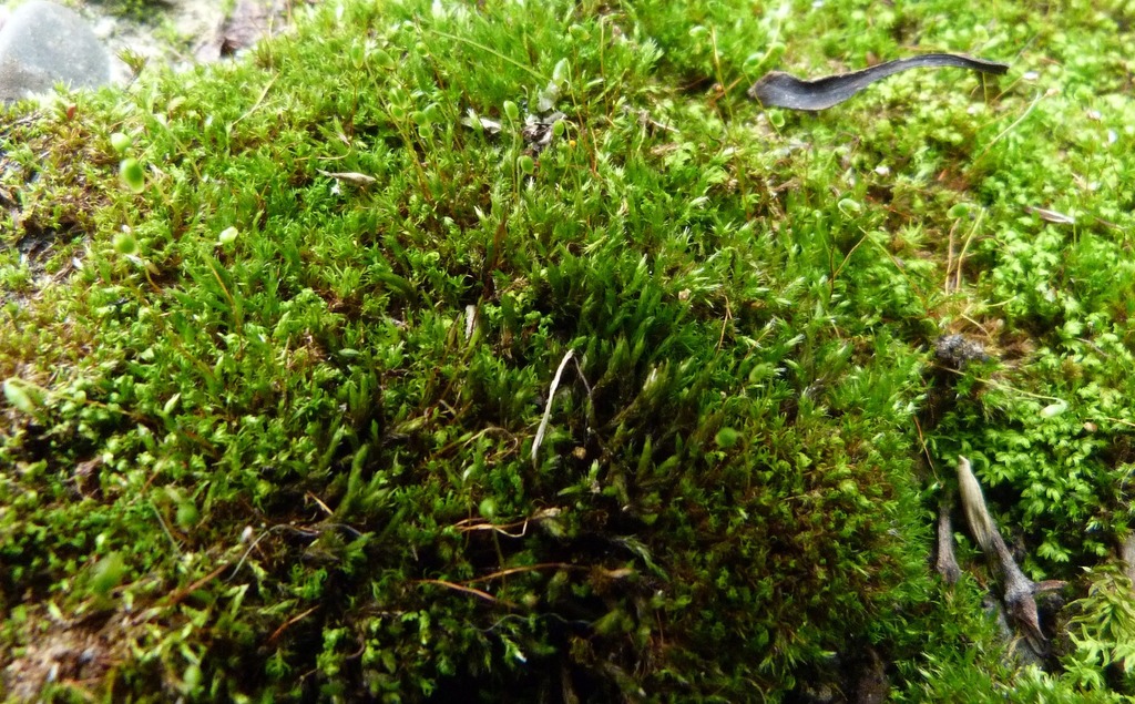 Bryum coronatum (Bryophytes (hornworts, liverworts and mosses) of the ...