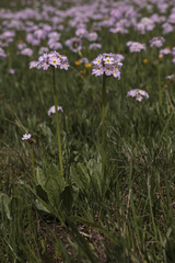 Primula auriculata