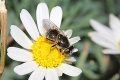 Cheilosia caerulescens