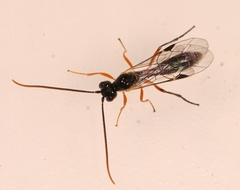 Smicroplectrus quinquecinctus