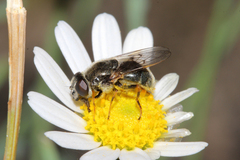 Cheilosia caerulescens