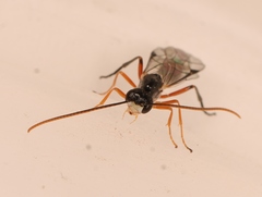 Smicroplectrus quinquecinctus