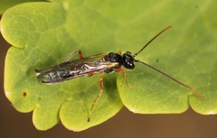 Smicroplectrus quinquecinctus